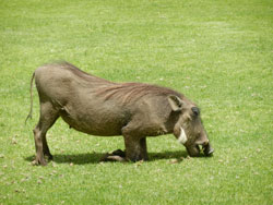 Warthog 'Lawn-mower'